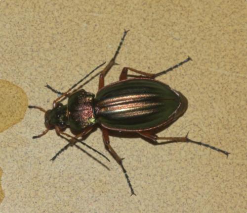 Carabus auratus